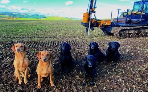The 6 dogs of GTContracting